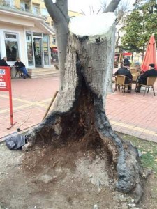 120 yıllık defne ağacı tedavi edildi