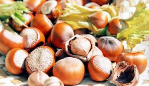 FINDIKTA YENİ TEHDİT KÜLLENME